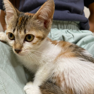 ４ヶ月【ツンデレ三毛ちゃん】かわいい甘えん坊✨