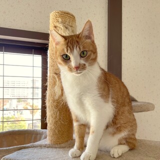 人慣ればっちり、茶白の男の子