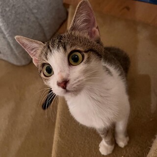 キジ白猫の小さいあんこちゃん約7ヶ月