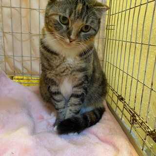 スコティッシュmix　ルナちゃん