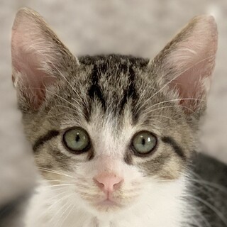 12/4　譲渡会参加予定☆ハリーくん