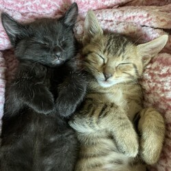 みんにゃの譲渡会･犬猫合同譲渡会