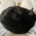 黒猫 男の子 6ヶ月の甘えん坊
