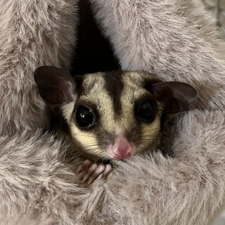 フクロモモンガ　母娘