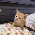 和な顔立ちの茶トラ君・やんちゃです