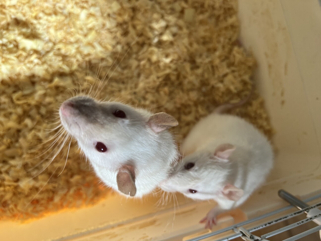 ファンシーラット メス 兵庫県 小動物の里親募集 4409 ペットのおうち 月間利用者150万人