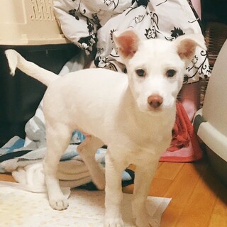 生後2か月 中～大型犬仔犬 男の子