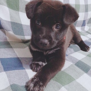 生後2か月 中～大型犬仔犬 女の子