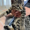 帰った来たキジトラ男の子５ヶ月