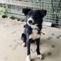 推定生後6か月仔犬去勢済 男の子