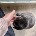 【うさぎ】ポーランドロップ♀ グレー色