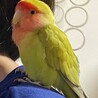 かで