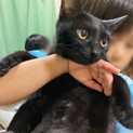 母猫ちゃんと子猫くんの家族を募集します