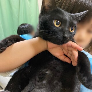 母猫ちゃんと子猫くんの家族を募集します
