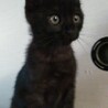 子猫の里親募集 サムネイル3
