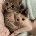 ありがとうございました　決まりました