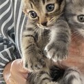 キジトラ3ヶ月おんなのこ　美ねこさん