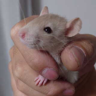 ファンシーラット里親募集