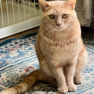 やんちゃなチャチャ君