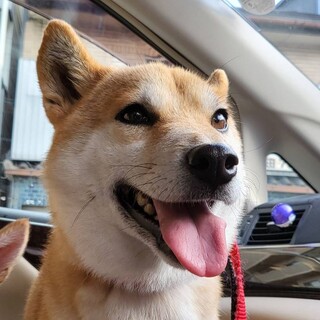 推定5歳、小柄な風ちゃん