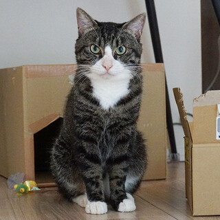 素敵ハチワレと靴下のおしゃべり男の子