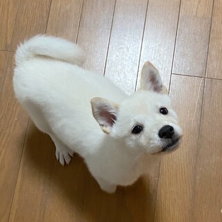 ハクトくん