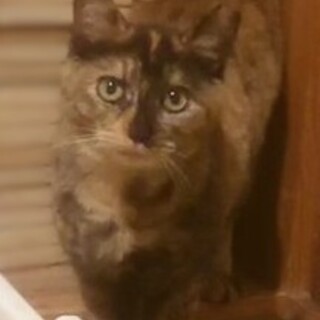 かわいいお顔で優しいサビの仔猫ちゃん