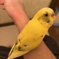【里親募集】セキセイインコ2歳メス人慣れ