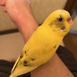 【里親募集】セキセイインコ2歳メス人慣れ