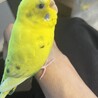 【里親募集】セキセイインコ2歳メス人慣れ サムネイル2
