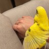 【里親募集】セキセイインコ2歳メス人慣れ サムネイル3