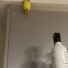 【里親募集】セキセイインコ2歳メス人慣れ サムネイル4