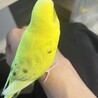 【里親募集】セキセイインコ2歳メス人慣れ サムネイル5