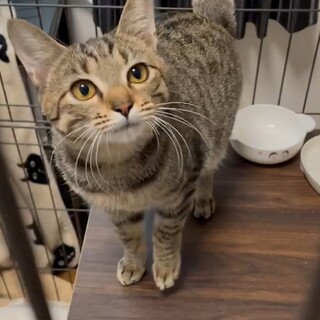 【募集停止】ひとりぼっちになった子猫