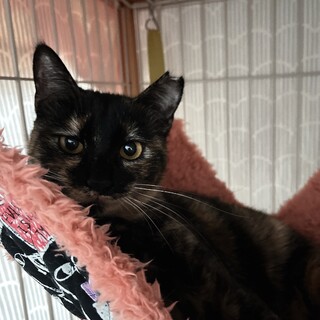 人間大好きっ仔♪サビ猫のもずちゃん