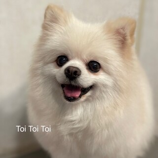 性格抜群、ポメラニアンきららの家族を募集します。