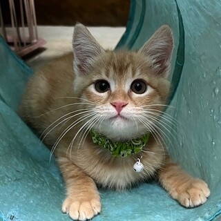 遊んで、あそんで、遊んで～のこがねです