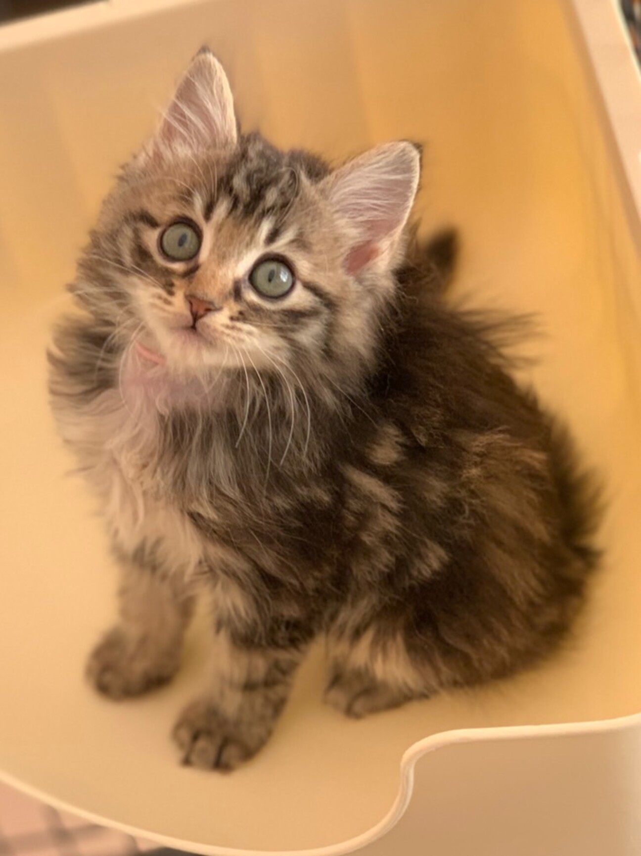 とっても可愛い長毛子猫 千葉県 猫の里親募集 4409 ペットのおうち 月間利用者150万人