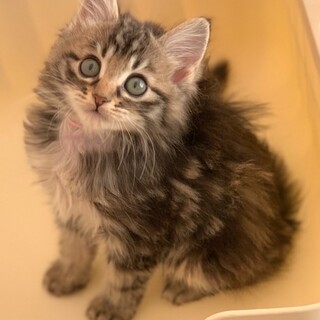 とっても可愛い長毛子猫「ハイジ」