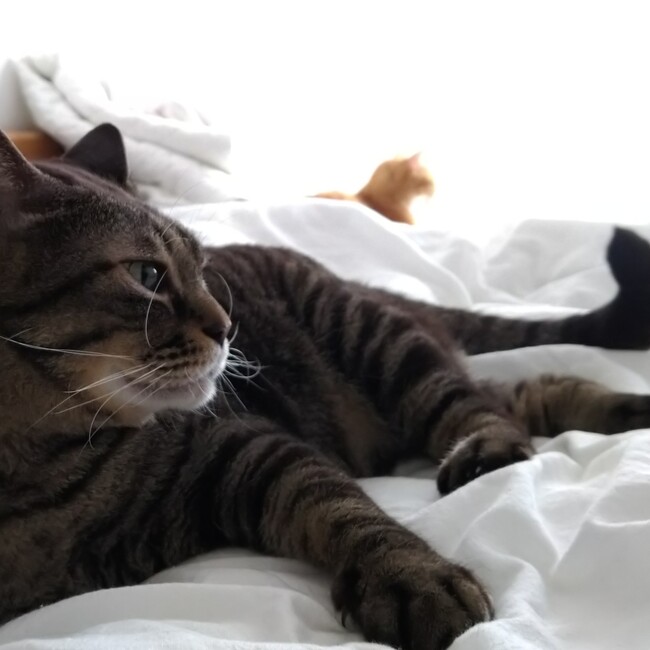 いばらきいきものねっとのカバー写真