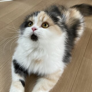 スコ折れ耳1歳の女の子