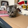 ちょっと天然かな？「ドコちゃん」 サムネイル2