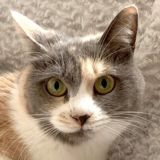 マンマルにゃんこ♪3歳☆ブルガリちゃん