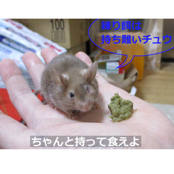 「5号雑記❹ 今度は不正咬合」サムネイル2