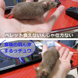 「5号雑記❹ 今度は不正咬合」サムネイル3