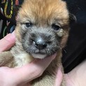 すくすく育ってくれたゆめちゃん