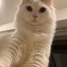 の写真
