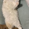 の写真