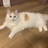 の写真