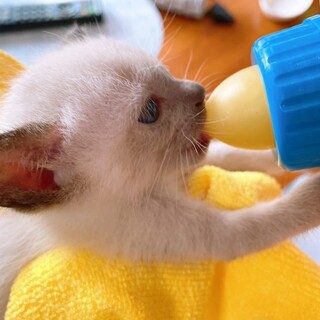 ポノくん、3ヶ月の元気な男の子です。